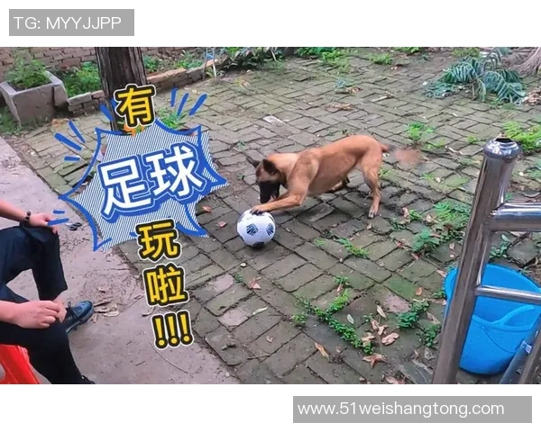 狗狗在绿茵场上追逐足球的欢乐瞬间与温馨时刻